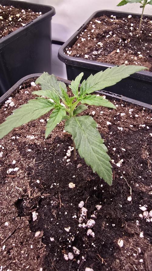 Papaya Jealousy. Week 1