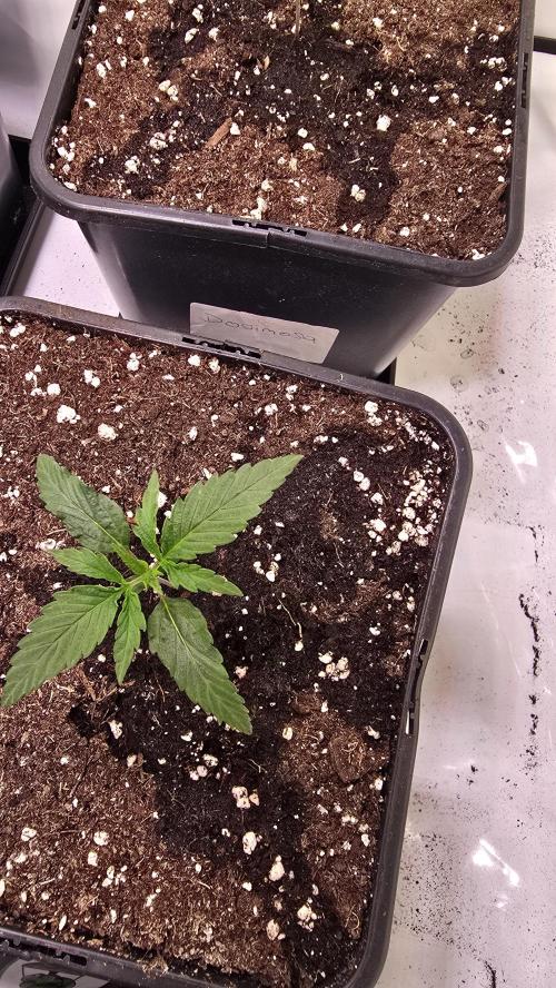 Papaya Jealousy. Week 1