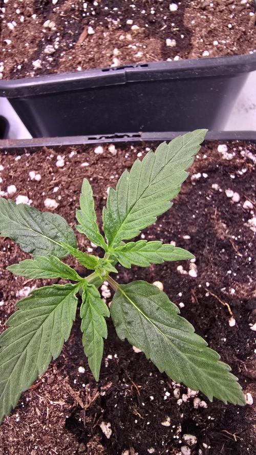 Papaya Jealousy. Week 1