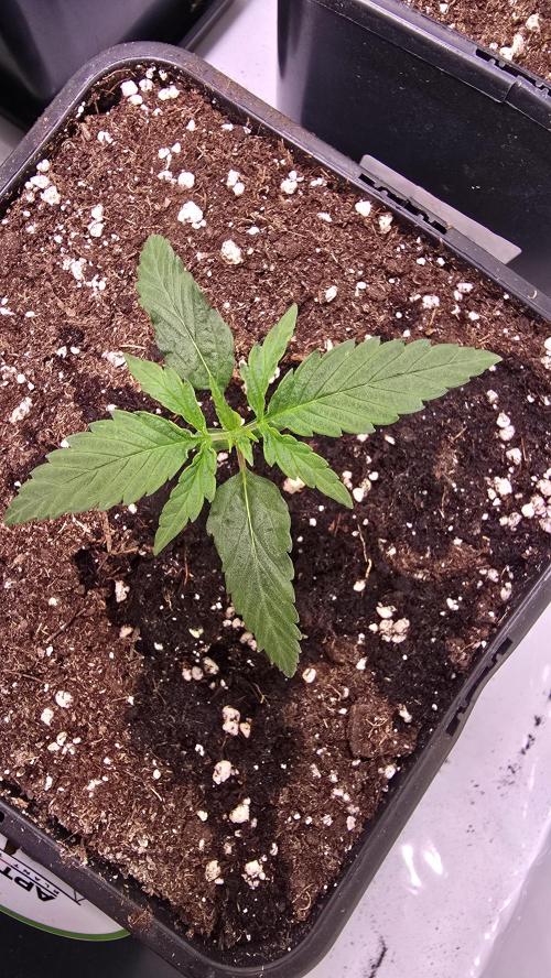 Papaya Jealousy. Week 1