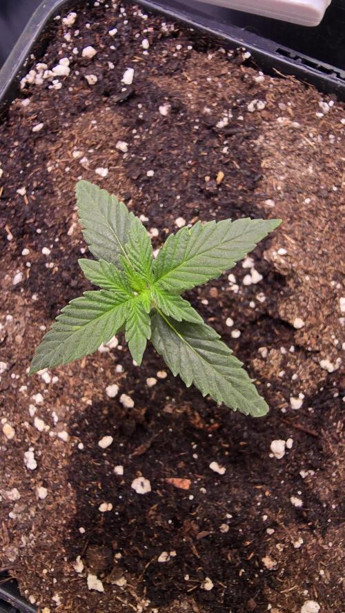 Sunset Peach. Week 1