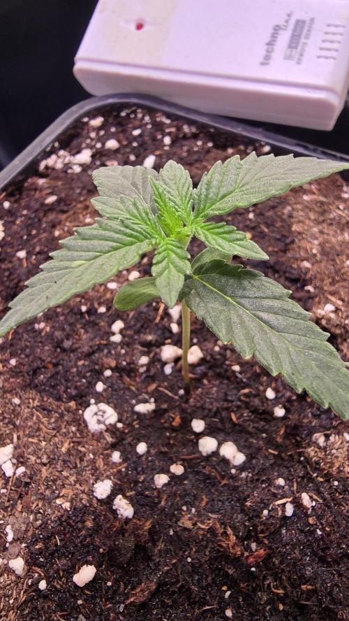 Sunset Peach. Week 1