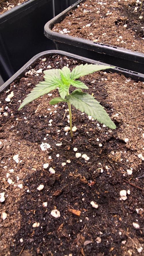 Sunset Peach. Week 1