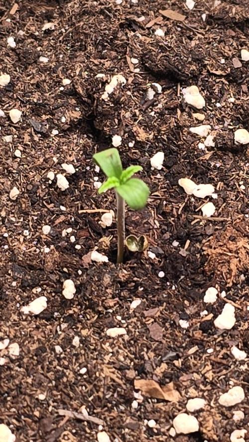 Mango Crack. Week 0