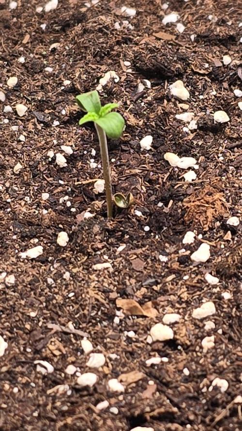 Mango Crack. Week 0