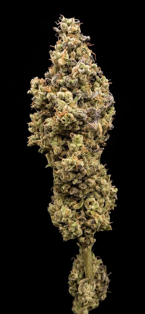 Barcelona Puff. Week 16