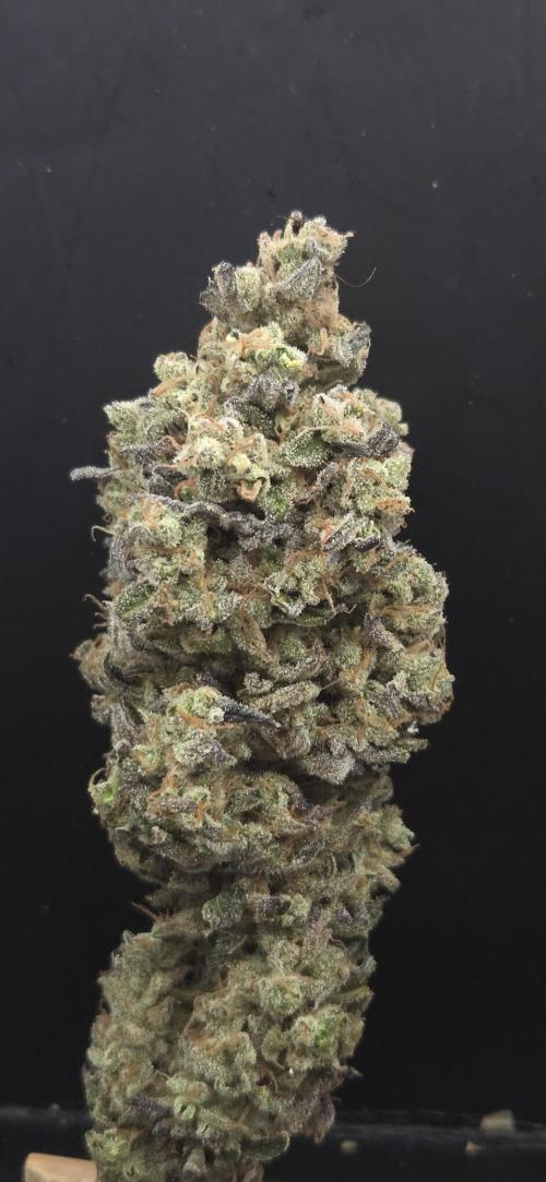 Barcelona Puff. Week 16