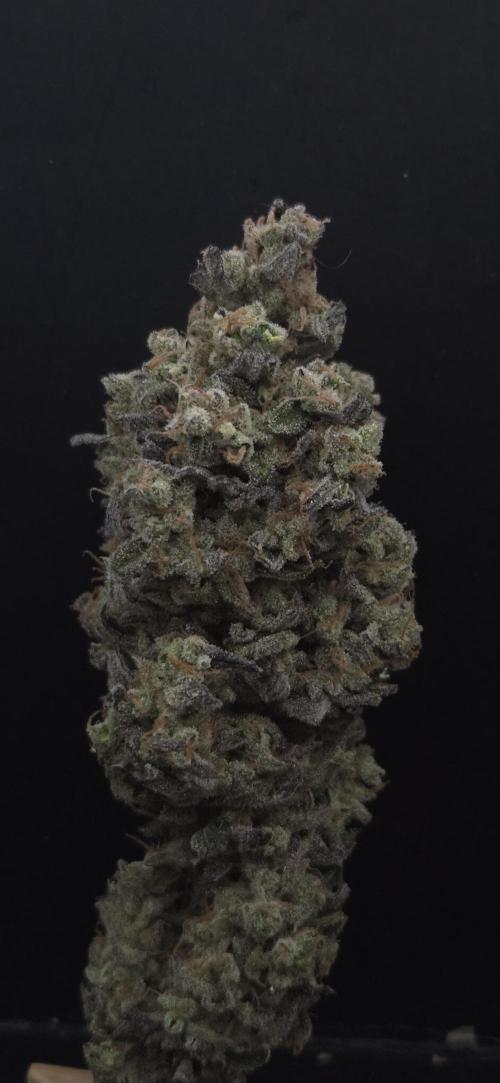 Barcelona Puff. Week 16