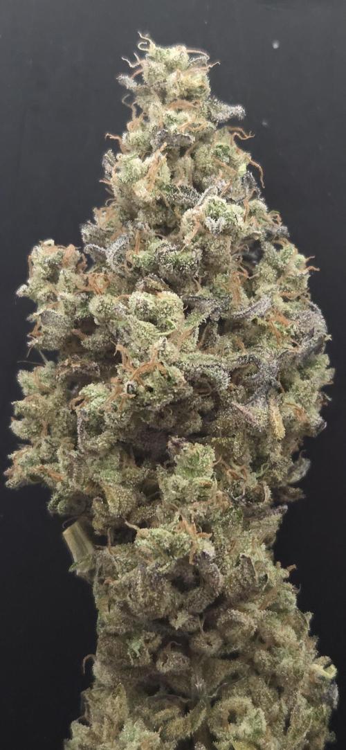 Barcelona Puff. Week 16