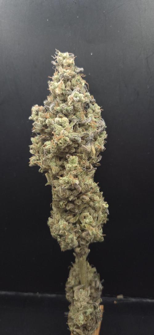 Barcelona Puff. Week 16