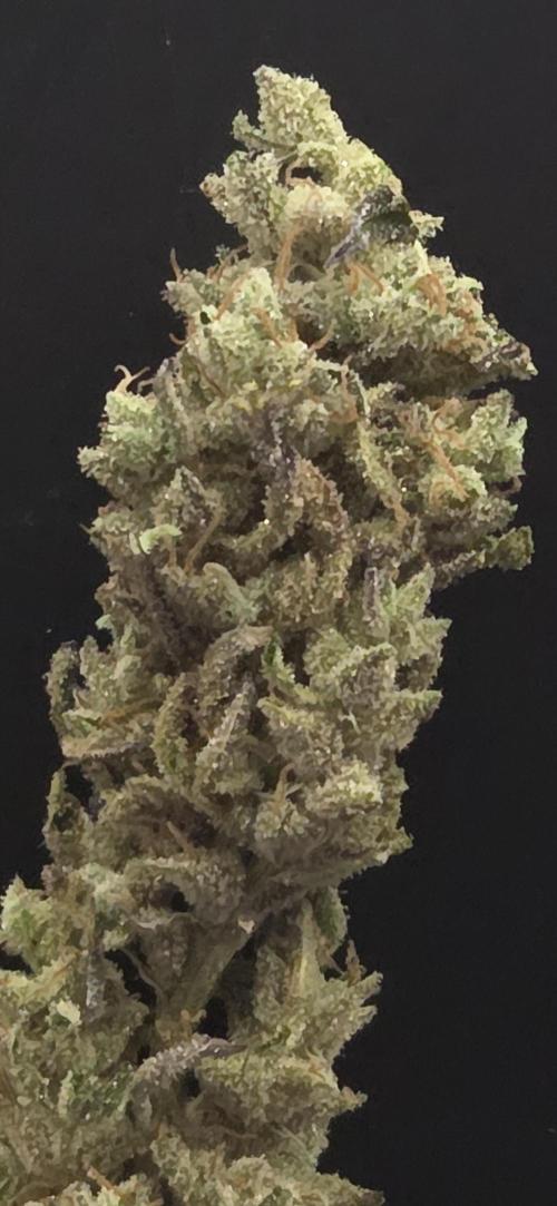 Barcelona Puff. Week 16