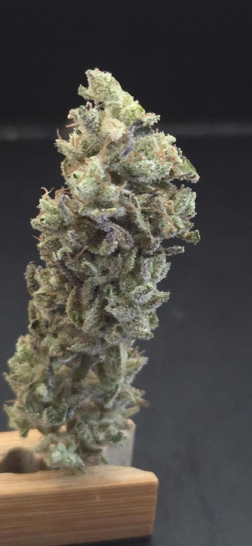 Barcelona Puff. Week 16
