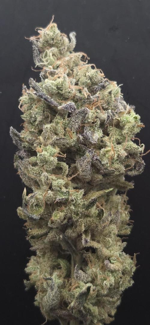 Barcelona Puff. Week 16