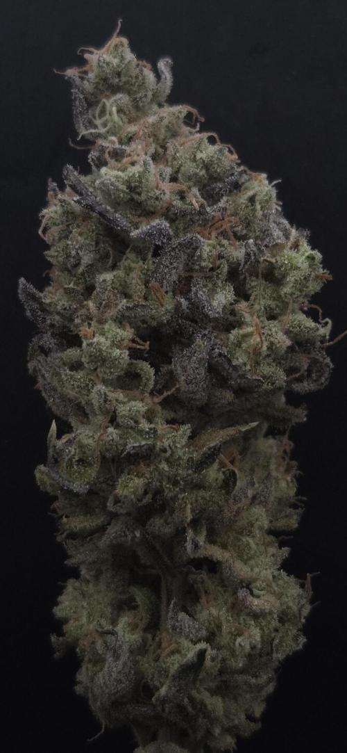 Barcelona Puff. Week 16