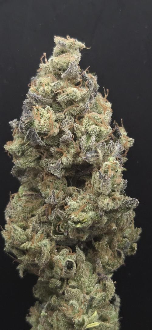 Barcelona Puff. Week 16