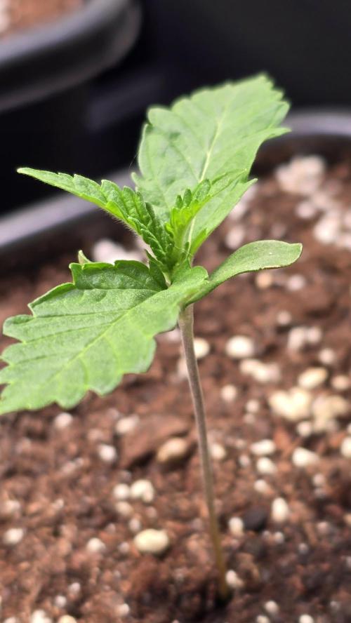 Ztrawberry. Week 1