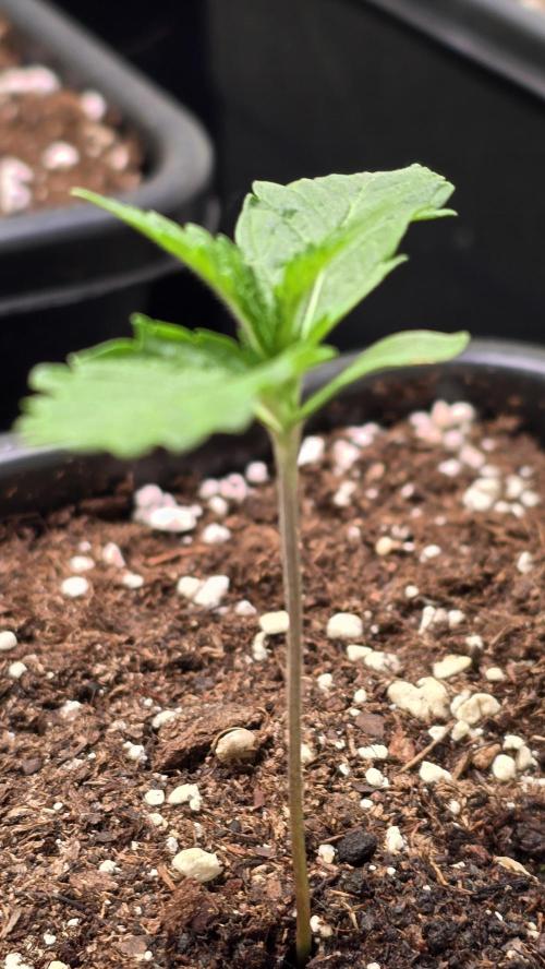 Ztrawberry. Week 1