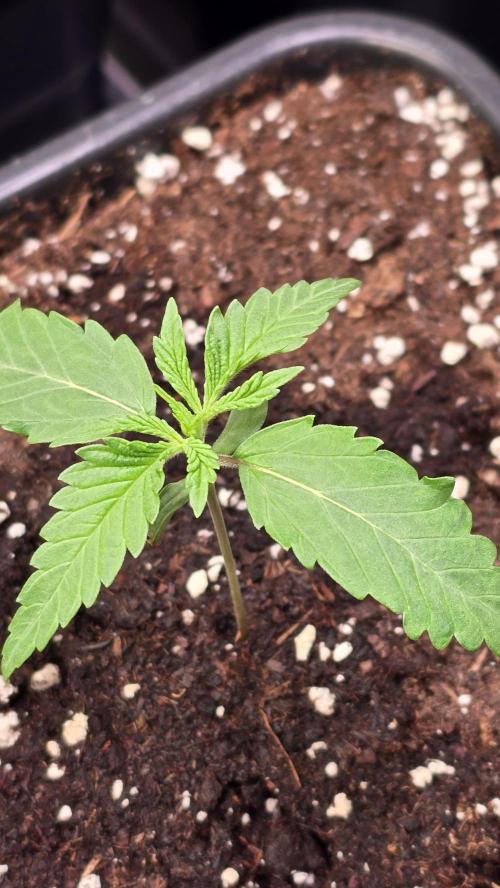 Honey Dipper. Week 1