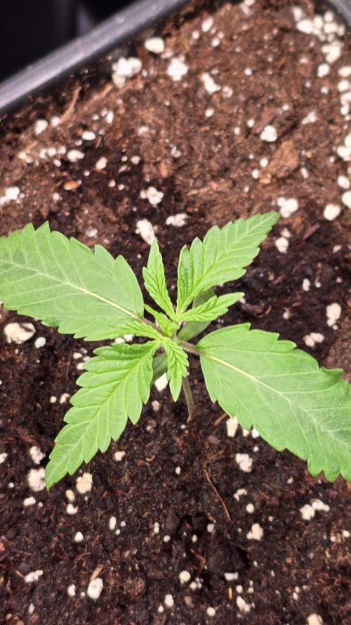 Honey Dipper. Week 1
