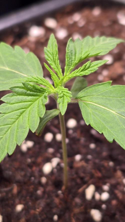 Honey Dipper. Week 1