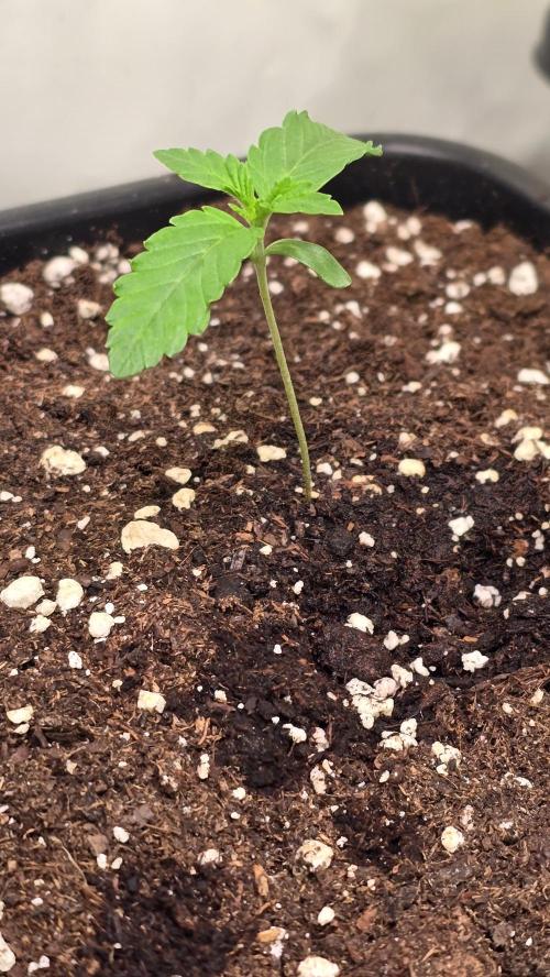 Chikita Manzana. Week 1