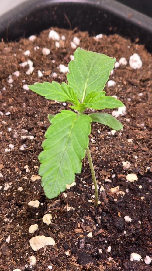 Chikita Manzana. Week 1