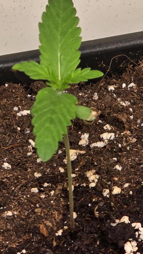 Clementine Slush. Week 1