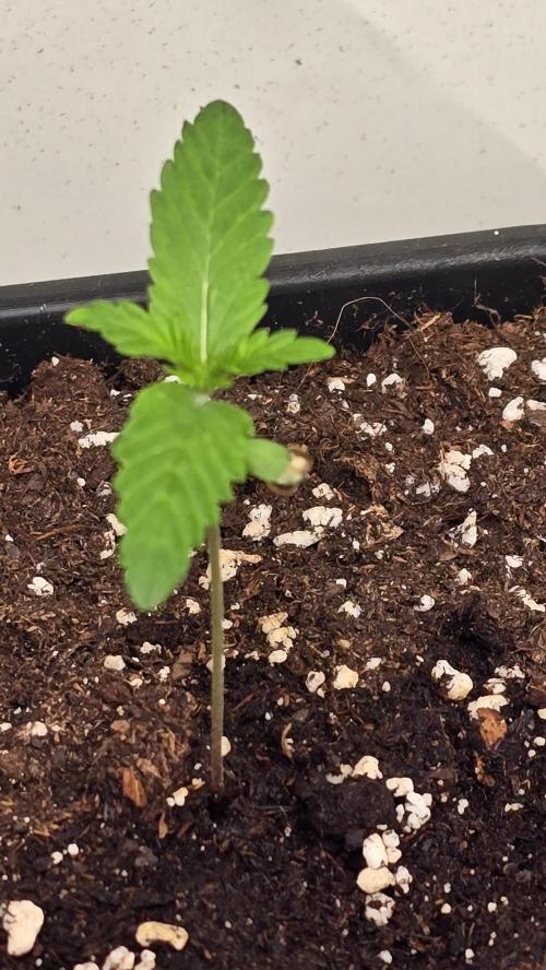 Clementine Slush. Week 1