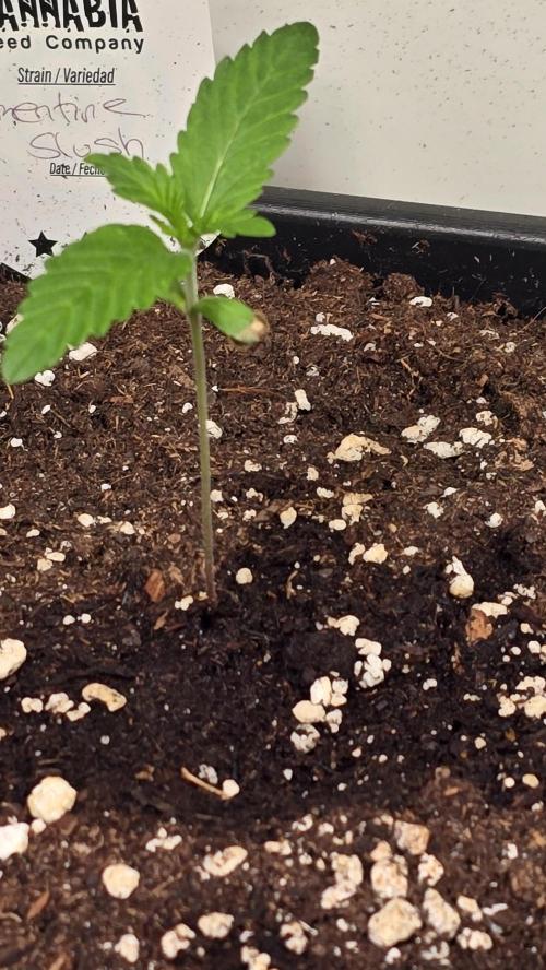 Clementine Slush. Week 1