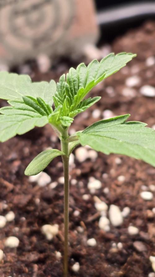 Mexican Sativa. Week 1