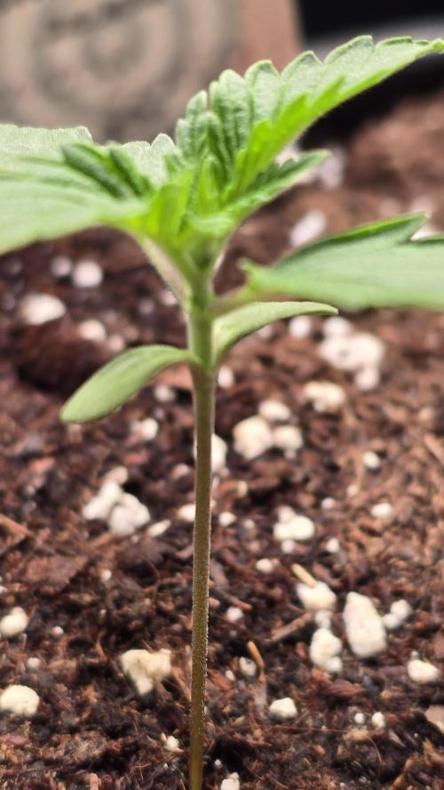 Mexican Sativa. Week 1
