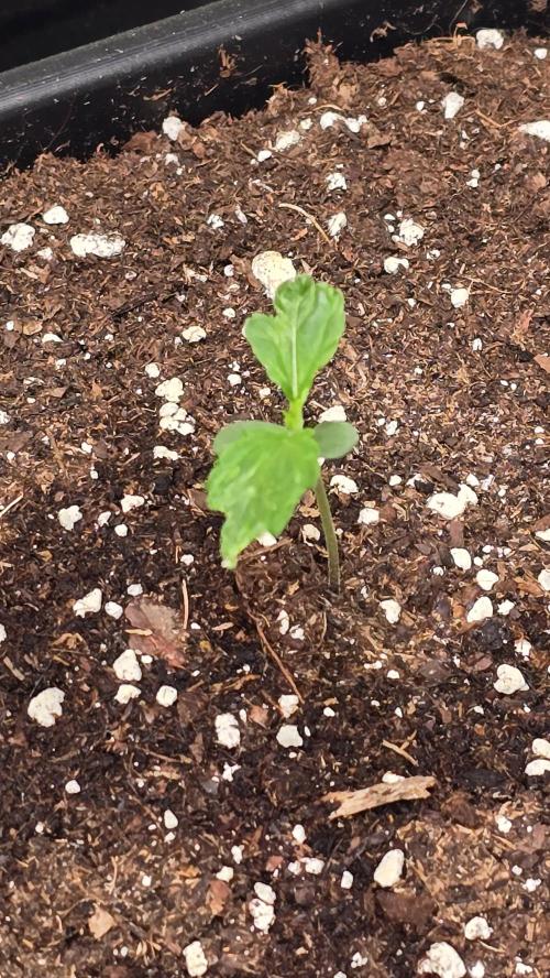 Banana Brawler. Week 1