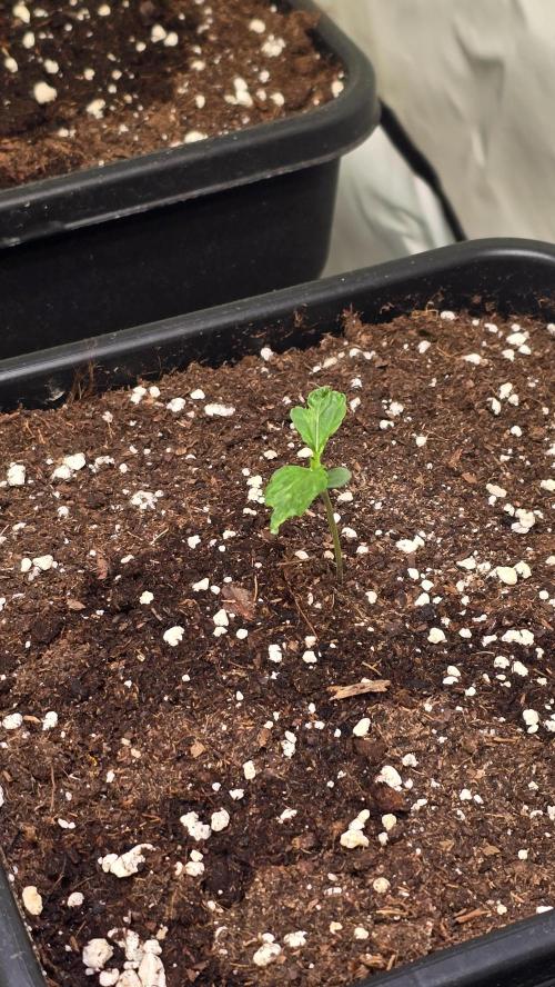 Banana Brawler. Week 1