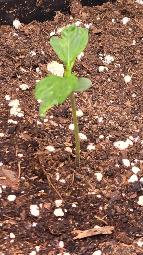 Banana Brawler. Week 1