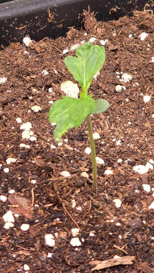 Banana Brawler. Week 1