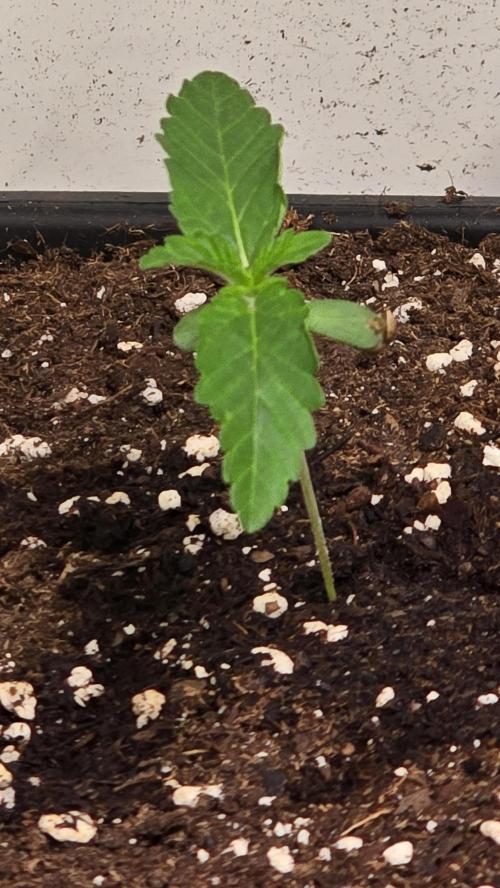 Blue Pirat. Week 1