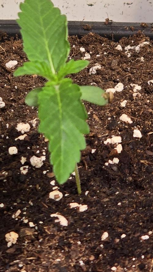 Blue Pirat. Week 1