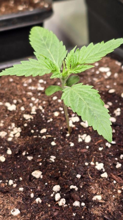 Shiska Lemonade. Week 1