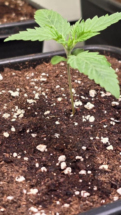 Shiska Lemonade. Week 1