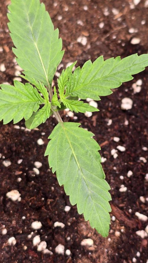 Shiska Lemonade. Week 1