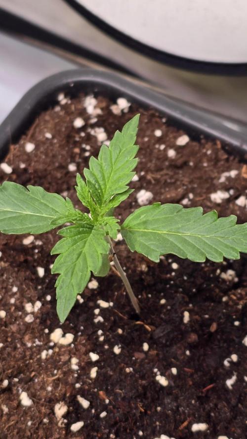 Grease Monkey. Week 1