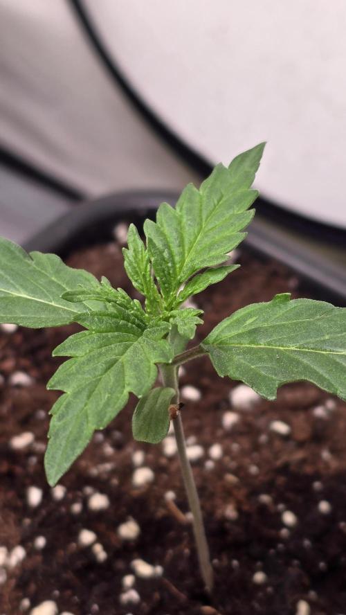 Grease Monkey. Week 1