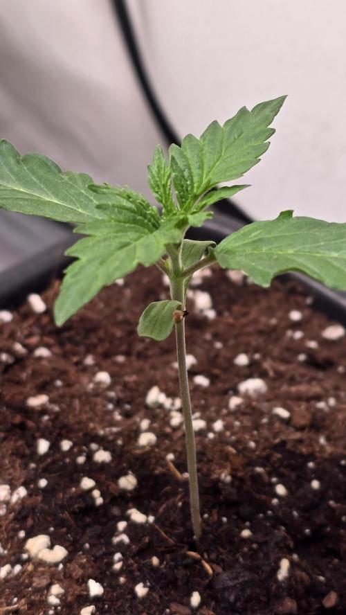 Grease Monkey. Week 1