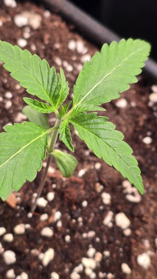 Orange Biscuite. Week 1