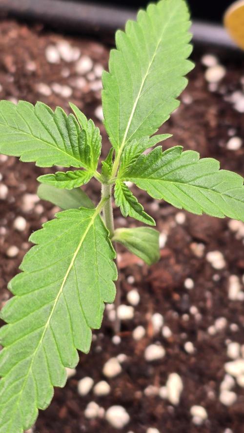 Orange Biscuite. Week 1