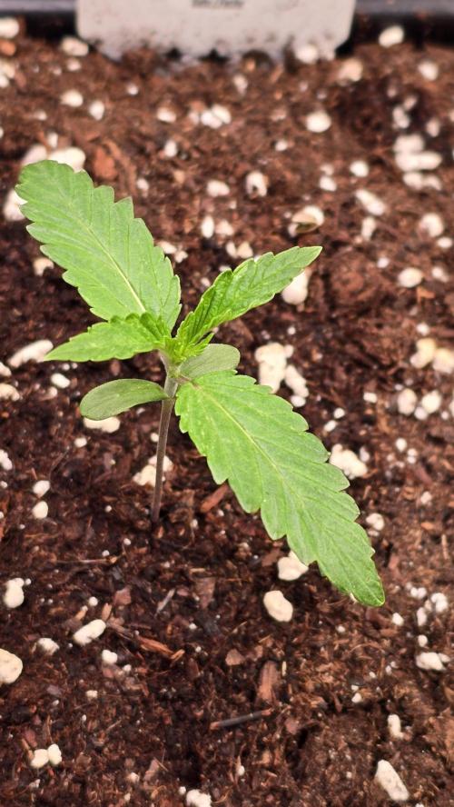 Karibean Mango. Week 1