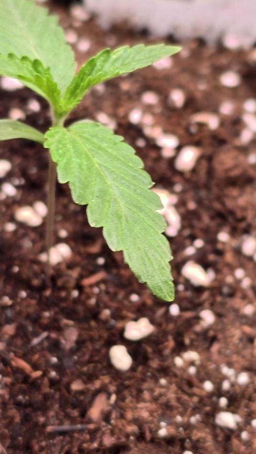 Karibean Mango. Week 1