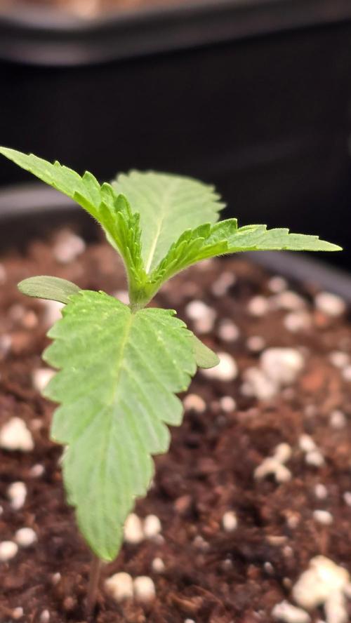 Karibean Mango. Week 1