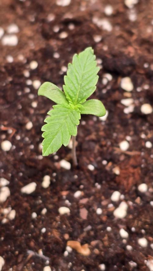 Mango Crack. Week 1