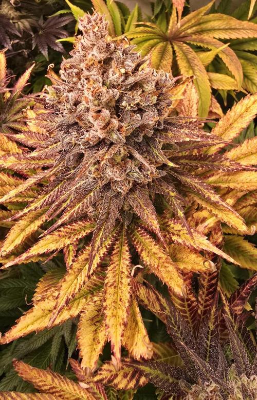 Lemon Mandarin #2. Week 16